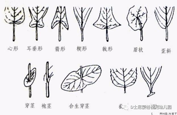 蒙台梭利教具叶形图橱及叶形卡片【教具构成】1个4