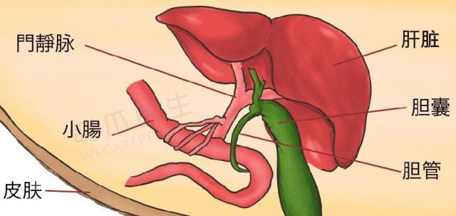 胆囊,位于右方肋骨下肝脏下面,胆囊床上,梨状,长约6-7厘米,有浓缩和