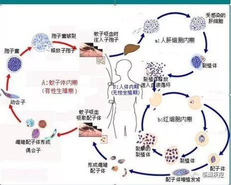 恶性疟原虫各期绘图