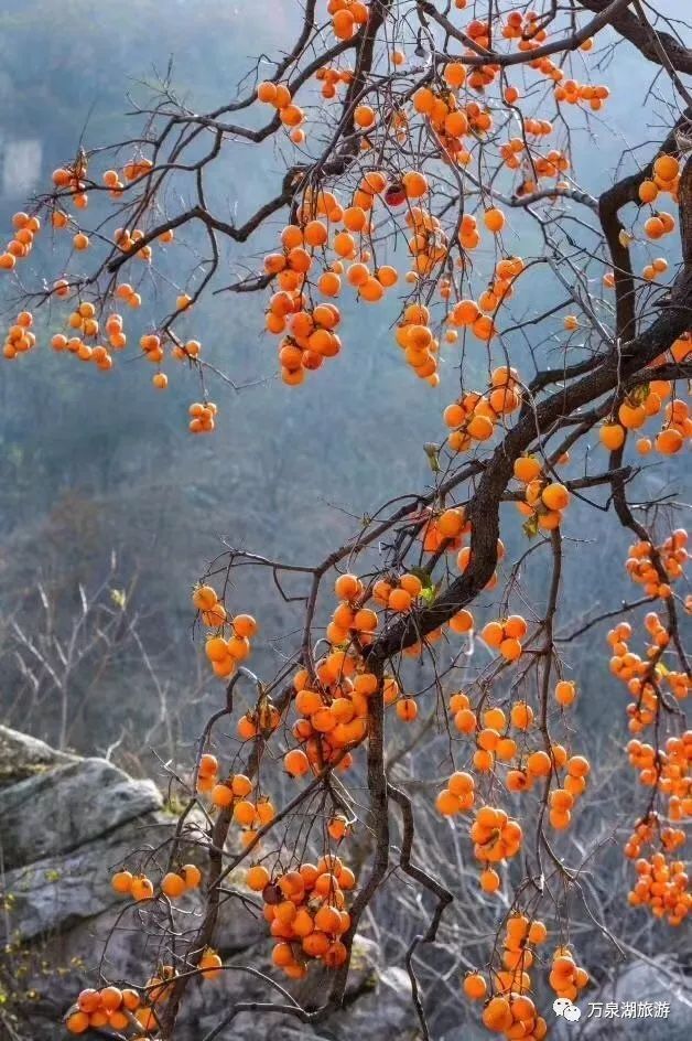 又是一年柿子成熟时