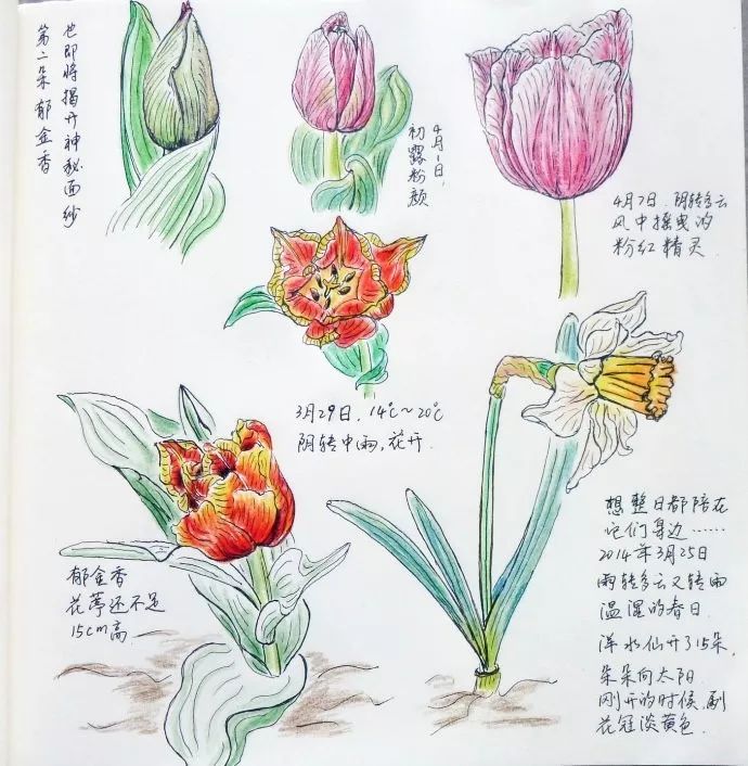 植物自然笔记画_手绘