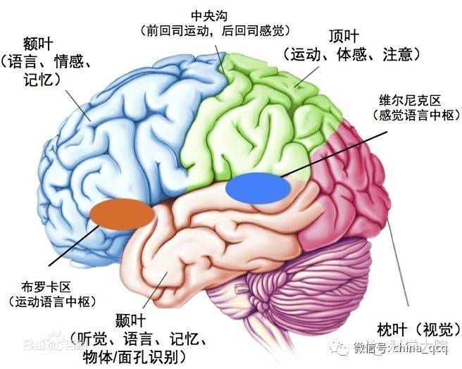 举个通俗易懂的例子,我们都知道随着年龄的渐渐增长,大脑的功能会有