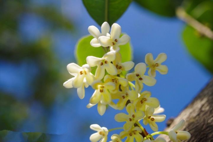 金秋无锡《桂花美食地图》已上线,赏桂花圣地全攻略奉上!