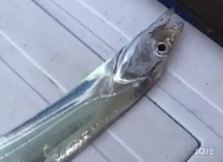 【戳视频】还以为钓了假带鱼 刚钓上来的带鱼怎么和不锈钢条一样亮