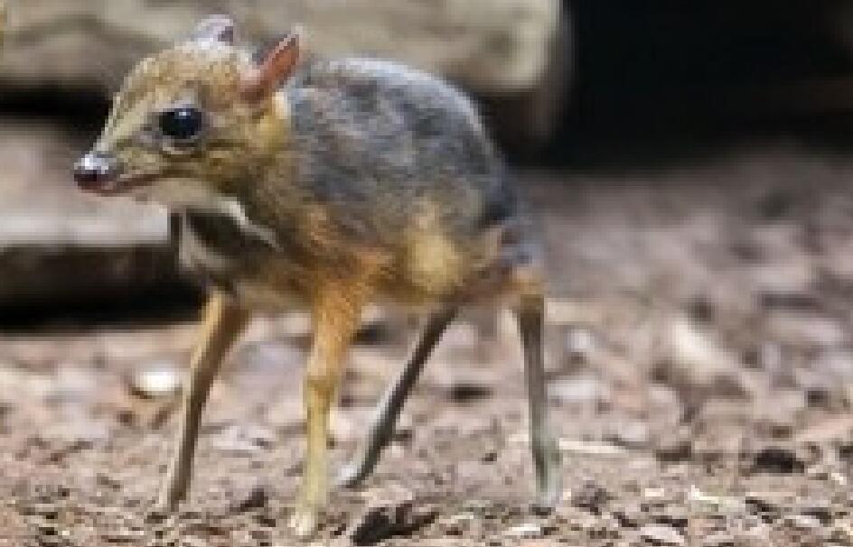 云南珍稀罕见哺乳动物 像鹿像鼠又像兔