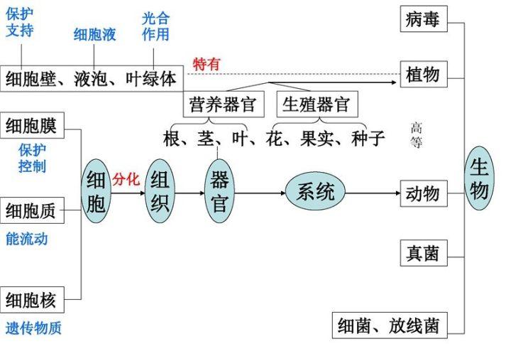 12张知识结构图,帮你扫清初中生物全部知识点,好简单!