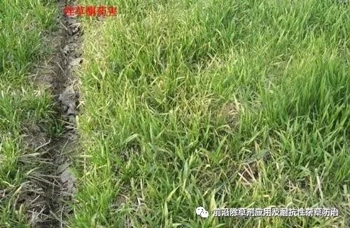 小麦田除草剂唑草酮的药害成因及解决方案