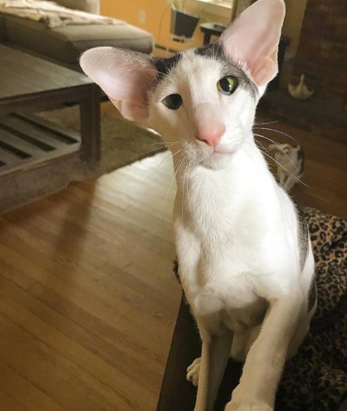 网友家的东方短毛猫,高鼻梁,杏仁眼,大耳朵,很多人觉得它们长得像.