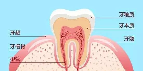 忽视龋齿危害,牙齿受罪的滋味真不好受