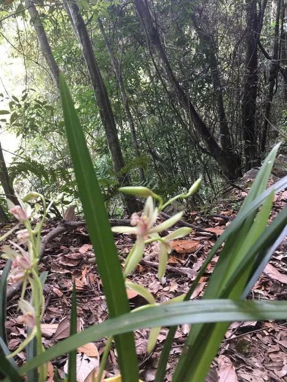 每日一花大山深处兰花香现实版空谷幽兰驾到