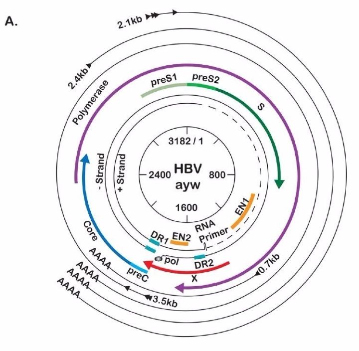 在hbv感染宿主后,病毒基因组被转运到细胞核并转化成cccdna,用作合成