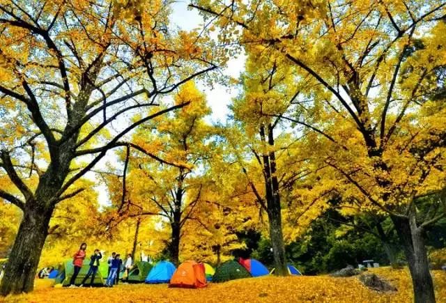 罗城野马滩枫叶林