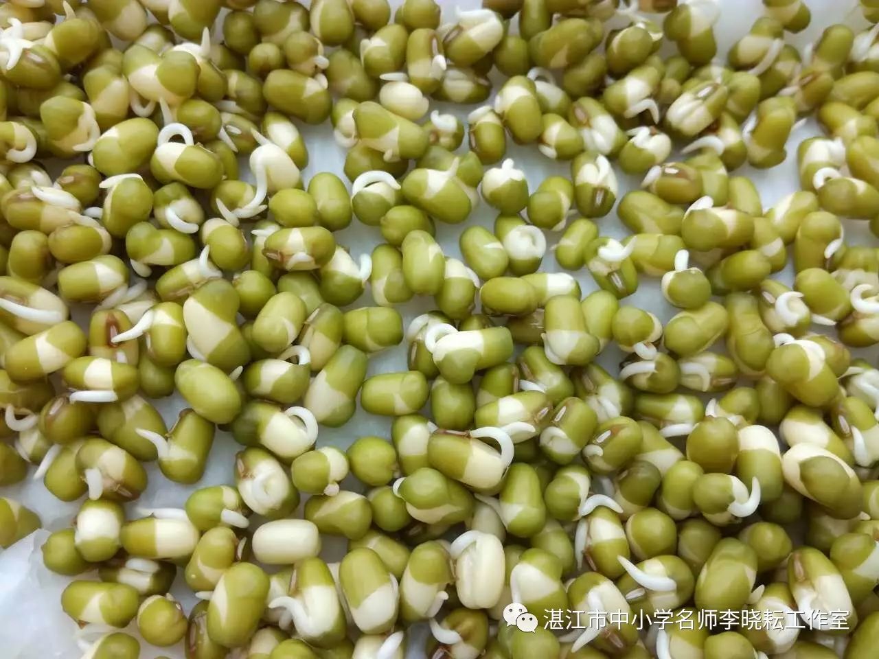 绿豆种子发芽过程图-图库-五毛网