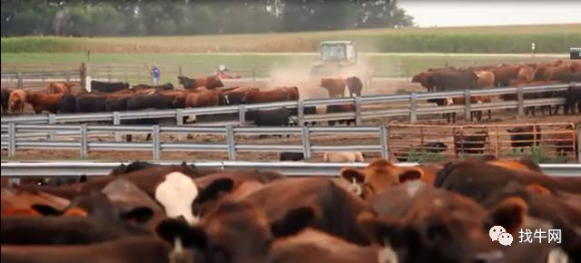 美国牛肉—从养殖农场到中国市场全过程