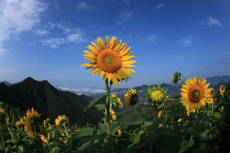 这是向日葵花开以及春天油菜花开的美景,看来我们要在明年才能看到