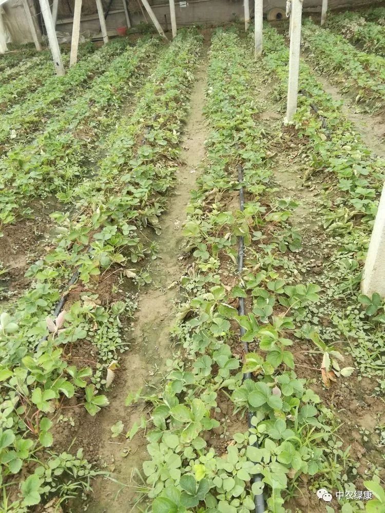 中农绿康闷棚菌土壤处理～草莓篇