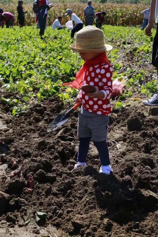 伴随着挖地瓜活动的进行 儿童挖地瓜比赛开始了 赛前,小朋友们认真听