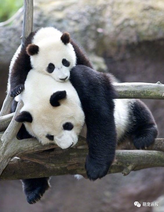 大熊猫里面还是有会带娃的妈妈的