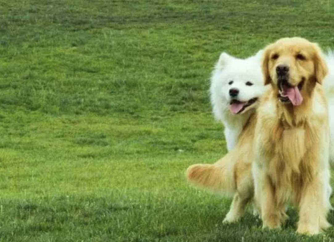金毛犬伴着主人在公园的草丛中 库存照片. 图片 包括有 逗人喜爱, 可爱, 妇女, 现有量, 室外, 哺乳动物 - 242597252