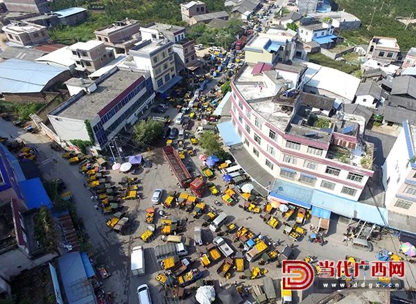 广西恭城瑶族自治县莲花镇势江村火爆的月柿交易市场.