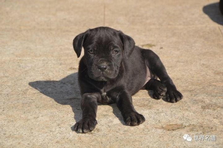 出窝卡斯罗幼犬