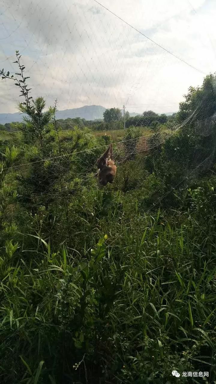 愤怒实验中学附近惊现超大片的捕鸟网被捕的鸟还在网上挣扎