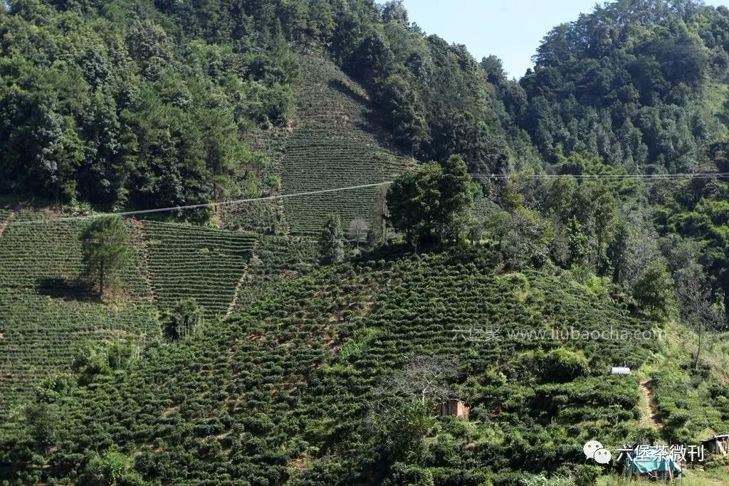 寻茶深闺里的六堡镇六堡茶人必访之地