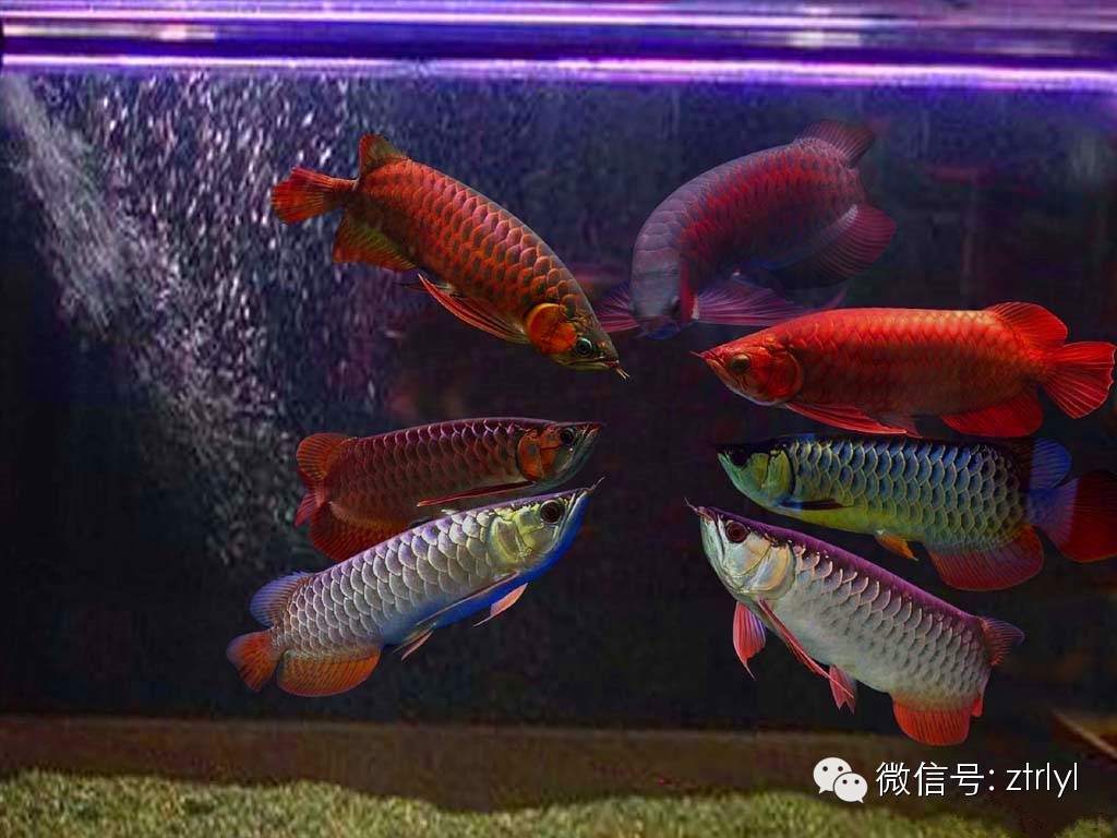 龙鱼的种类你知道多少 - 广东闽江水族实业有限公司