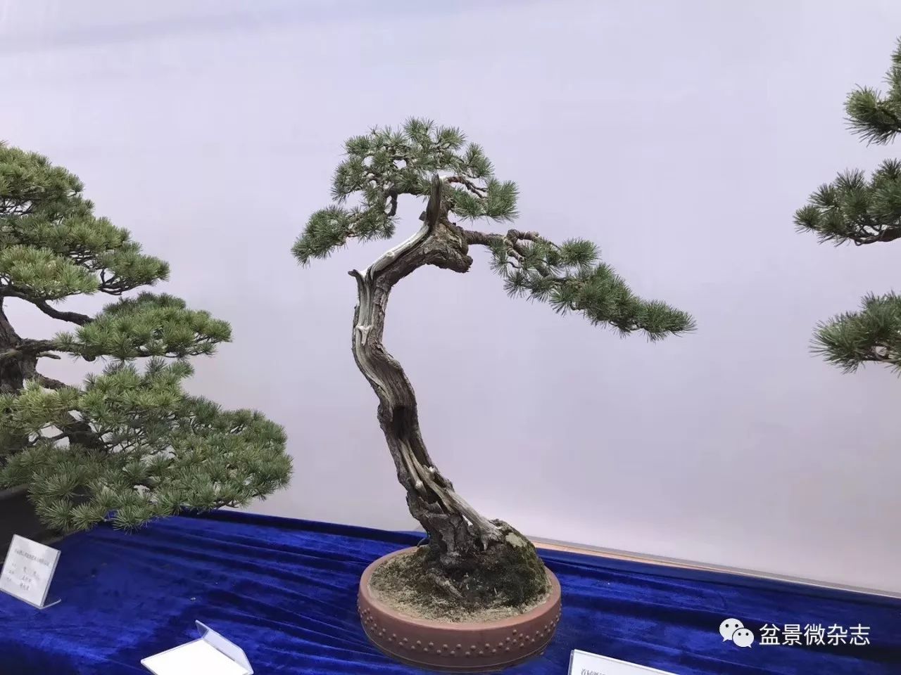 首届浙江省盆景艺术大师作品展暨金华市第26届盆景艺术展