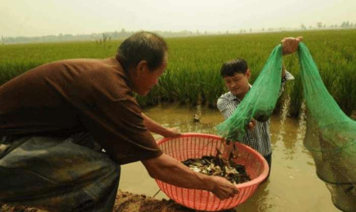 致富经养泥鳅视频播放_致富经泥鳅_致富泥鳅养殖技术