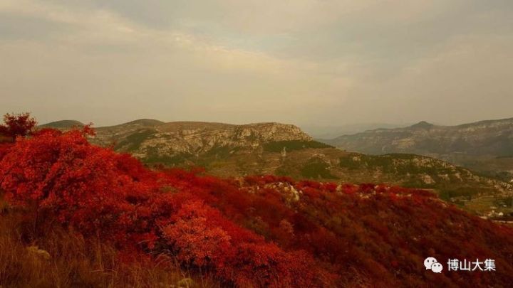 九龙山红叶观赏地:九龙山位于淄博市,博山区,博山镇北博山村北,金牛