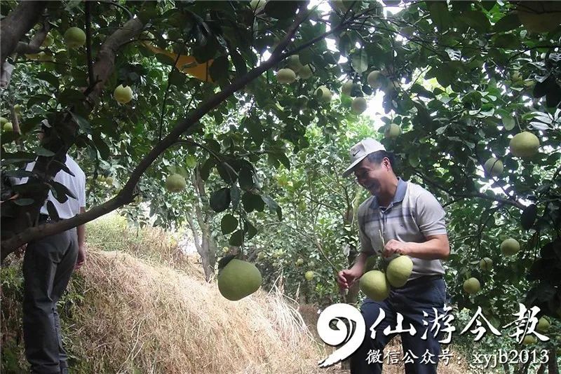 在度尾镇后埔村观音山果场,漫山遍野的柚子树硕果累累,果农们正在树下