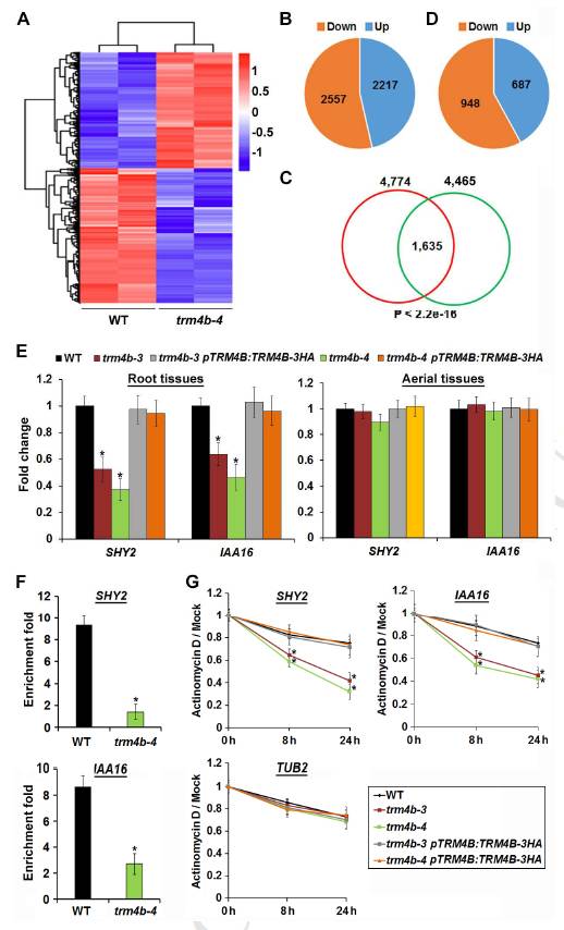 6.结合rna-seq验证trm4b调控的m5c