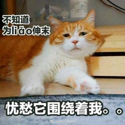 一条全是小猫咪的表情包!保证看完每张都想保存!