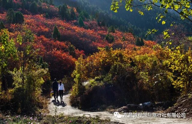 红叶景区【官护山红叶谷风景区】官护山位于临朐县五井镇阳城村南侧