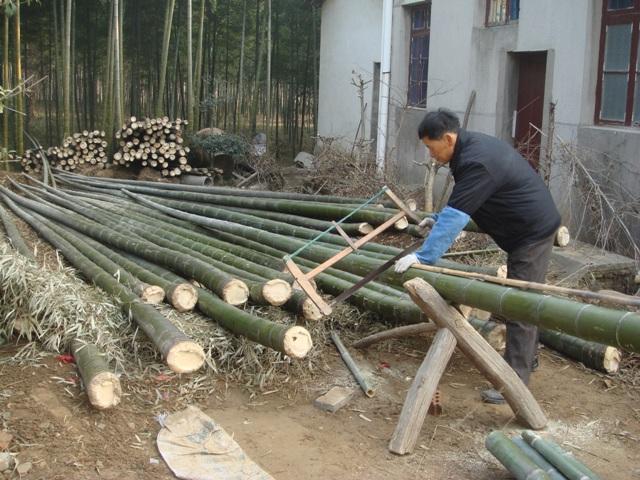 哪怕是自己家种的竹子也不能砍, 杭州大哥被罚1600多块