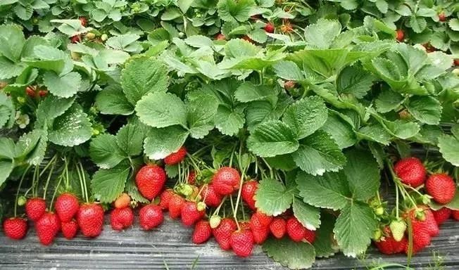 在草莓生长期间,使用生物制剂,物理方法诱杀天敌,控制病虫害确保产品