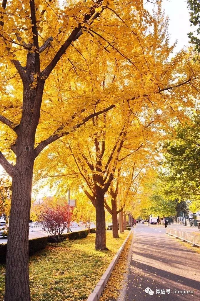 天津的秋有着无与伦比的美!整个京津冀的秋天