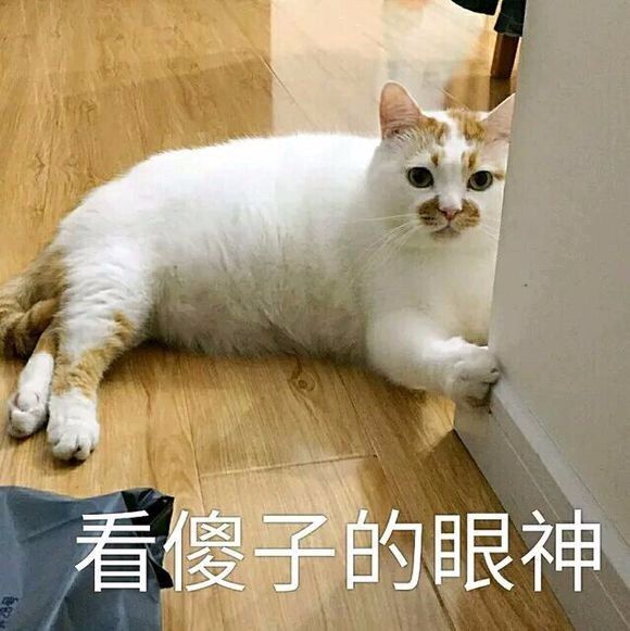 网红猫