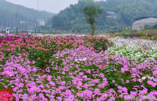 株洲市郊百亩花海盛开,达200个品种,节后绽放如初