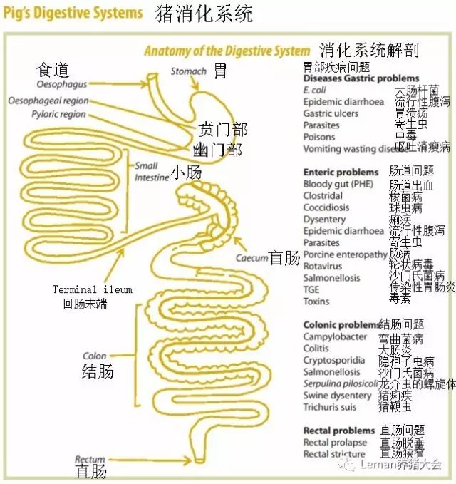 猪相关重要知识 图6.猪的消化系统的解剖和各部分相关的疾病问题 图1.