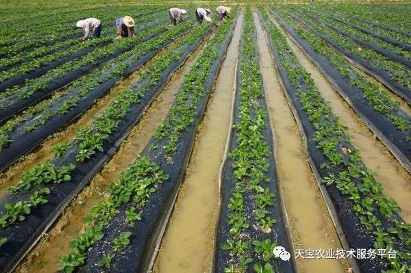 草莓浇水有讲究!一定要看哦!