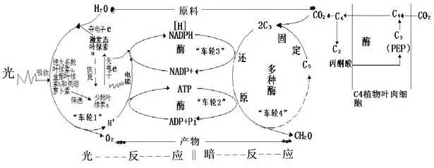 高中生物丨"光合作用"示意图,轻松掌握知识点!