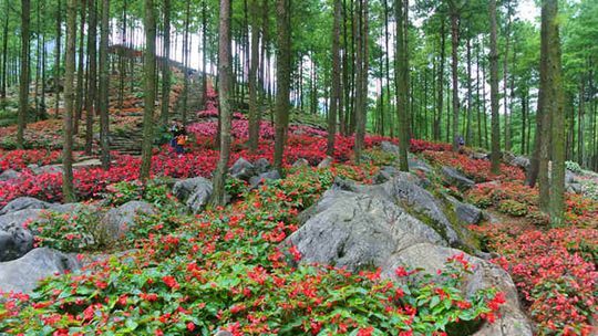 成为我市独具特色的高山花卉主题公园,同时也是重庆市最大的林下花园