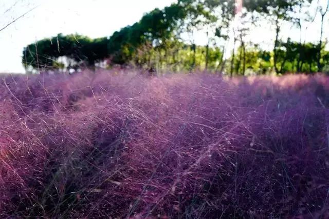 今年的粉黛乱子草又开啦!浪漫爆表还免费!上海人约不约?