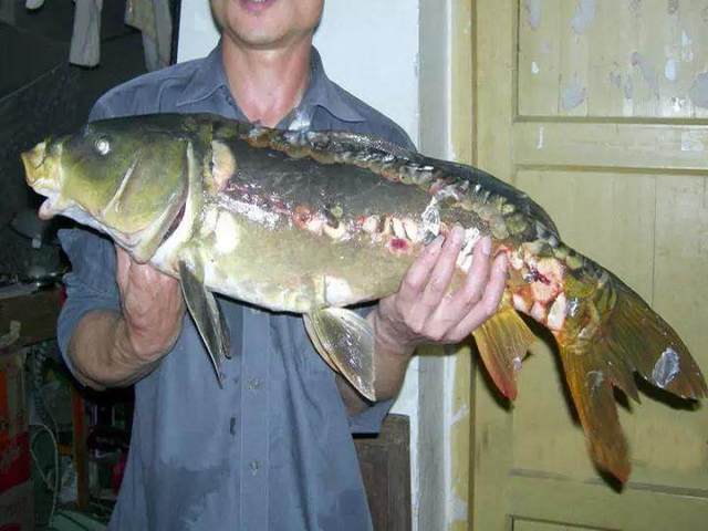 男子钓到18斤野生鲤鱼,鳞片脱落,犹豫是否带回家