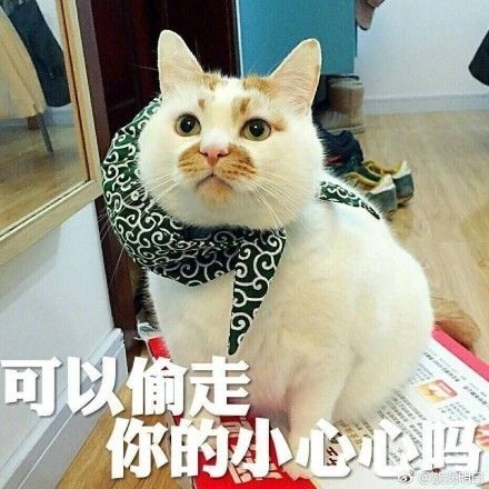 猫界表情包 楼楼 因病去世,它变成小天使回喵星