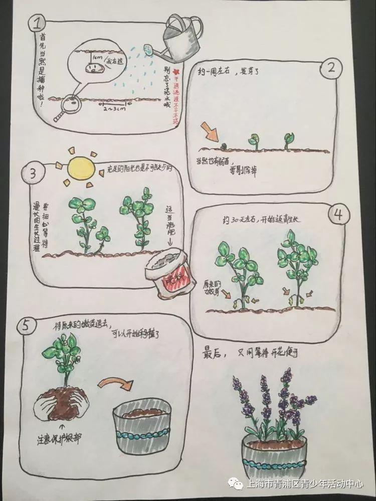 发现记录植物之美探索传播生态文明一一青浦区中小学生我和植物有约