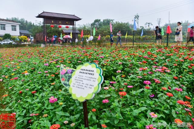 (▲花海基地旁边的停车场) 9月30日, 响水村百花园第二期花卉正式开园