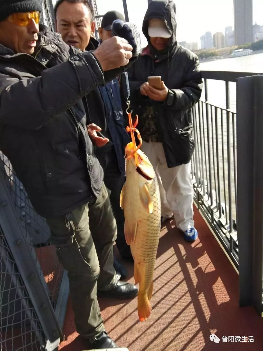 这可能是今年松花江钓到的最大鲤鱼,四五个人拽上岸